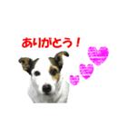 ジャックラッセルテリア ミニー（個別スタンプ：3）