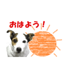 ジャックラッセルテリア ミニー（個別スタンプ：4）