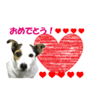 ジャックラッセルテリア ミニー（個別スタンプ：5）
