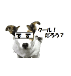 ジャックラッセルテリア ミニー（個別スタンプ：6）