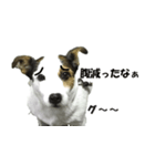 ジャックラッセルテリア ミニー（個別スタンプ：7）