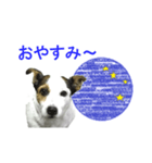 ジャックラッセルテリア ミニー（個別スタンプ：8）