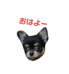 愛犬boss（個別スタンプ：1）