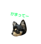 愛犬boss（個別スタンプ：2）