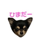 愛犬boss（個別スタンプ：3）
