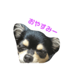 愛犬boss（個別スタンプ：4）