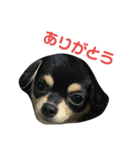 愛犬boss（個別スタンプ：5）