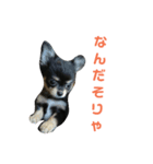 愛犬boss（個別スタンプ：6）