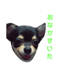 愛犬boss（個別スタンプ：7）