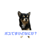 愛犬boss（個別スタンプ：8）