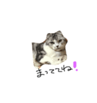 猫のコウちゃん（個別スタンプ：2）