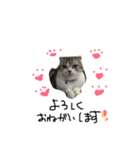 猫のコウちゃん（個別スタンプ：3）