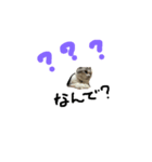 猫のコウちゃん（個別スタンプ：7）