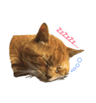 野良猫の「ちゃ」（個別スタンプ：1）