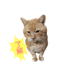野良猫の「ちゃ」（個別スタンプ：3）