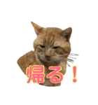 野良猫の「ちゃ」（個別スタンプ：4）