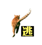 野良猫の「ちゃ」（個別スタンプ：5）