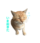 野良猫の「ちゃ」（個別スタンプ：6）