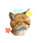 野良猫の「ちゃ」（個別スタンプ：7）