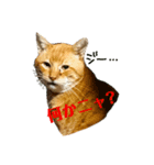野良猫の「ちゃ」（個別スタンプ：8）