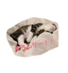 猫様お嬢の日常（個別スタンプ：1）