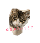 猫様お嬢の日常（個別スタンプ：2）