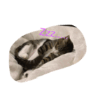 猫様お嬢の日常（個別スタンプ：3）