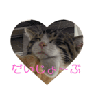 猫様お嬢の日常（個別スタンプ：4）