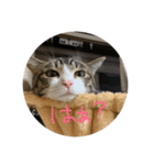 猫様お嬢の日常（個別スタンプ：5）