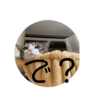 猫様お嬢の日常（個別スタンプ：6）