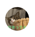 猫様お嬢の日常（個別スタンプ：7）