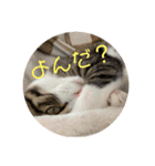 猫様お嬢の日常（個別スタンプ：8）