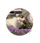 猫様お嬢の日常（個別スタンプ：9）