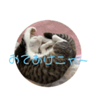 猫様お嬢の日常（個別スタンプ：10）