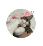 猫様お嬢の日常（個別スタンプ：11）