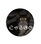 猫様お嬢の日常（個別スタンプ：12）