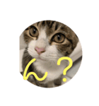 猫様お嬢の日常（個別スタンプ：13）