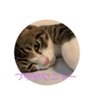 猫様お嬢の日常（個別スタンプ：14）