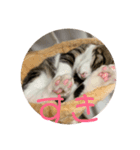 猫様お嬢の日常（個別スタンプ：15）