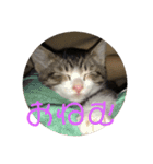 猫様お嬢の日常（個別スタンプ：16）