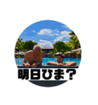 NEXTFIT Kento Official Stamp2（個別スタンプ：24）