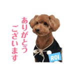 Roi♡トイプードル（個別スタンプ：7）