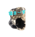 犬 Crystal Dogs出身のわんこたち2（個別スタンプ：1）