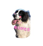 犬 Crystal Dogs出身のわんこたち2（個別スタンプ：2）