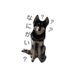 犬 Crystal Dogs出身のわんこたち2（個別スタンプ：3）
