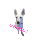 犬 Crystal Dogs出身のわんこたち2（個別スタンプ：4）