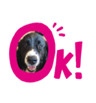 犬 Crystal Dogs出身のわんこたち2（個別スタンプ：5）