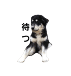 犬 Crystal Dogs出身のわんこたち2（個別スタンプ：7）
