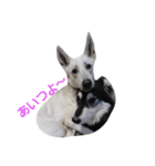 犬 Crystal Dogs出身のわんこたち2（個別スタンプ：8）