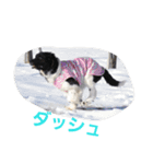 犬 Crystal Dogs出身のわんこたち2（個別スタンプ：9）